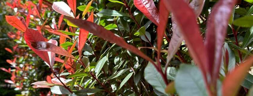 Photinia x fraseri 'Red Robin' bright red new leaf growth on espalier screens.
