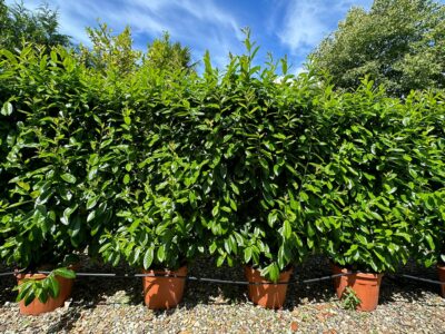 Row of Prunus laurocerasus 'Novita' espalier screens shown in a row on the nursery.