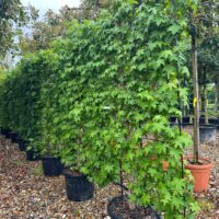Liquidamber grown as a screen on a metal frame pictured in a row on the nursery.