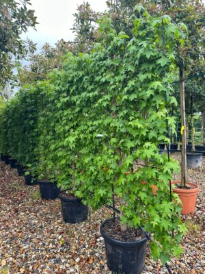 Liquidamber grown as a screen on a metal frame pictured in a row on the nursery.