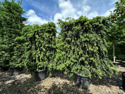 2 Taxus baccata espalier screens with new spring growth shown growing on the nursery.