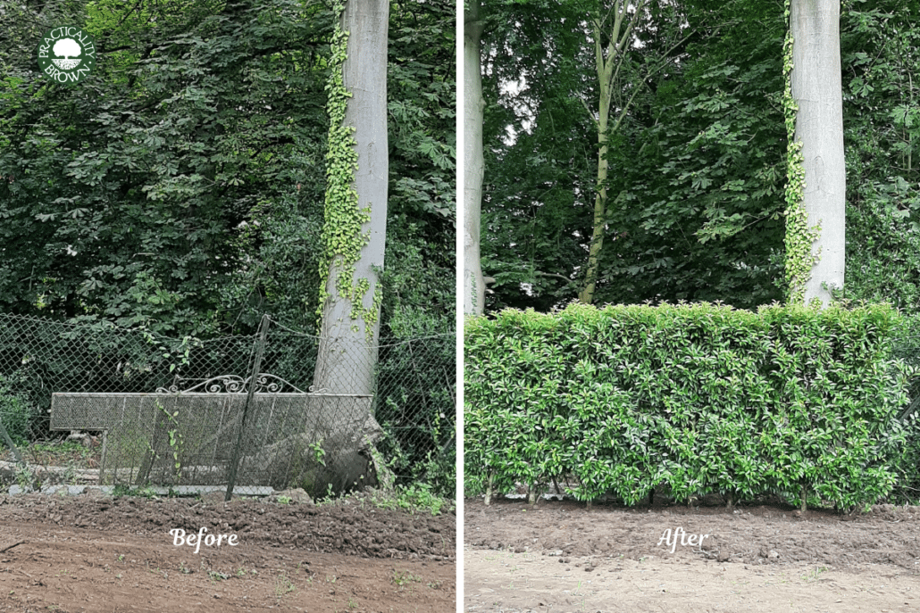 two images side by side showing the impact of planting Practical Instant Hedge in screening out an unwanted view of some rusty fencings