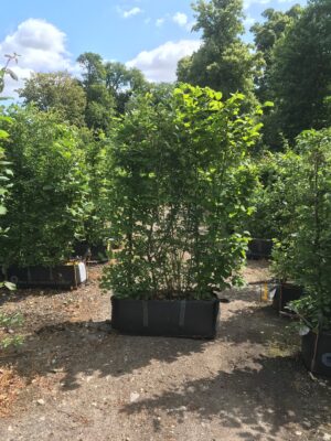 Picture of Mixed Native Instant hedging one metre long grown in a hedge bag