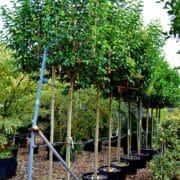 Pleached Japanese privet available at Practicality Brown now